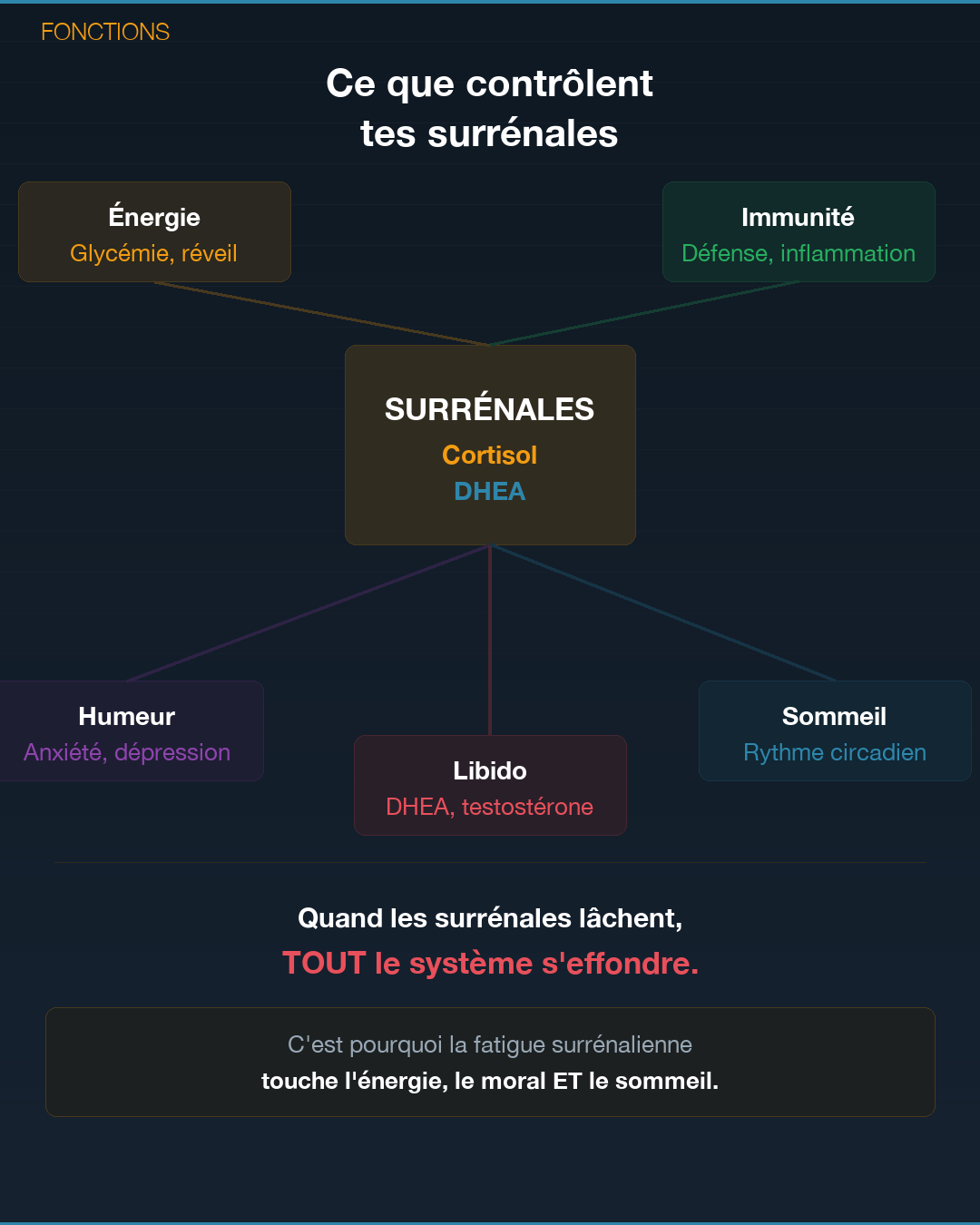 Surrénales : quand tes glandes lâchent : Slide 5