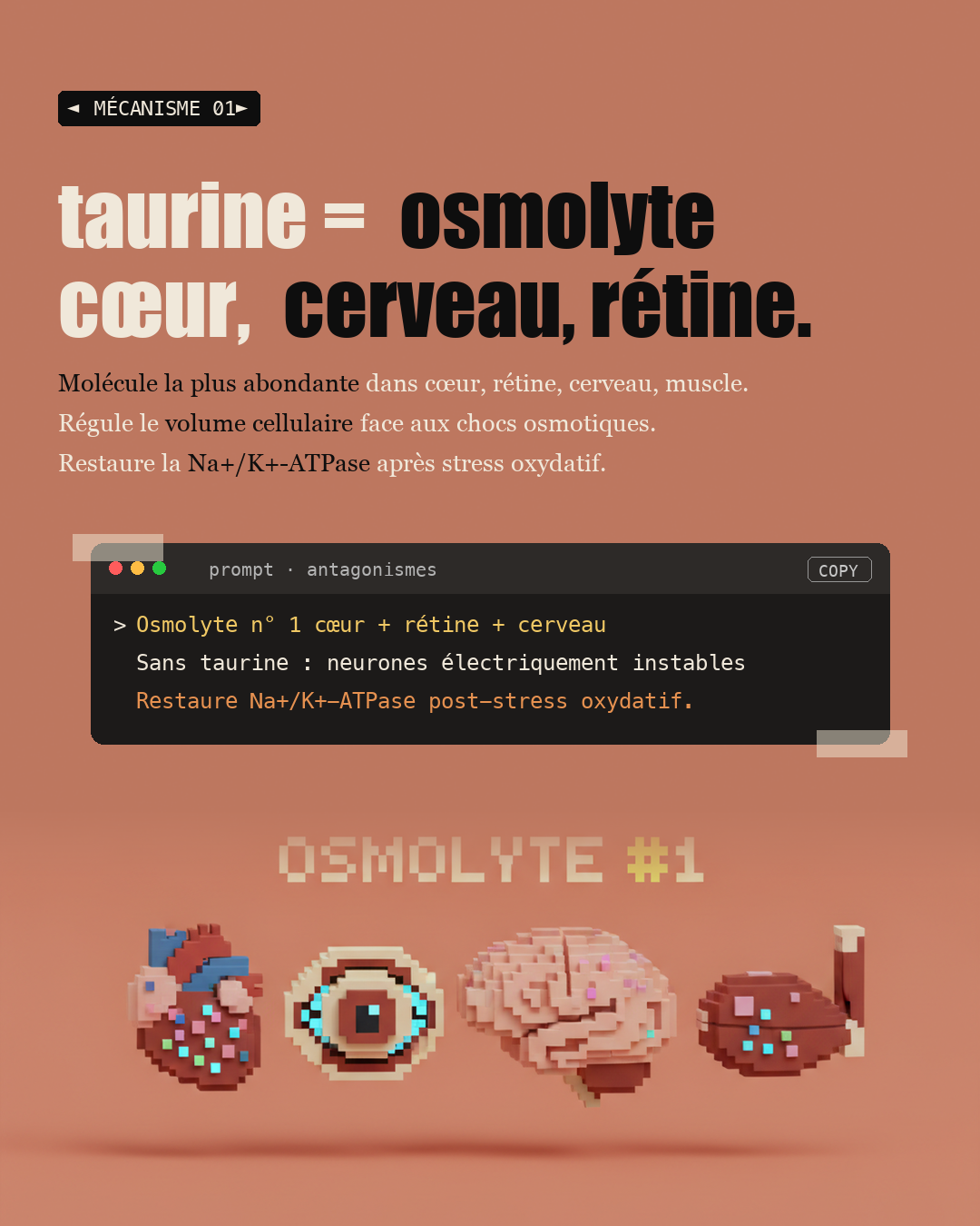 Taurine : l'acide aminé anti-âge oublié : Slide 3