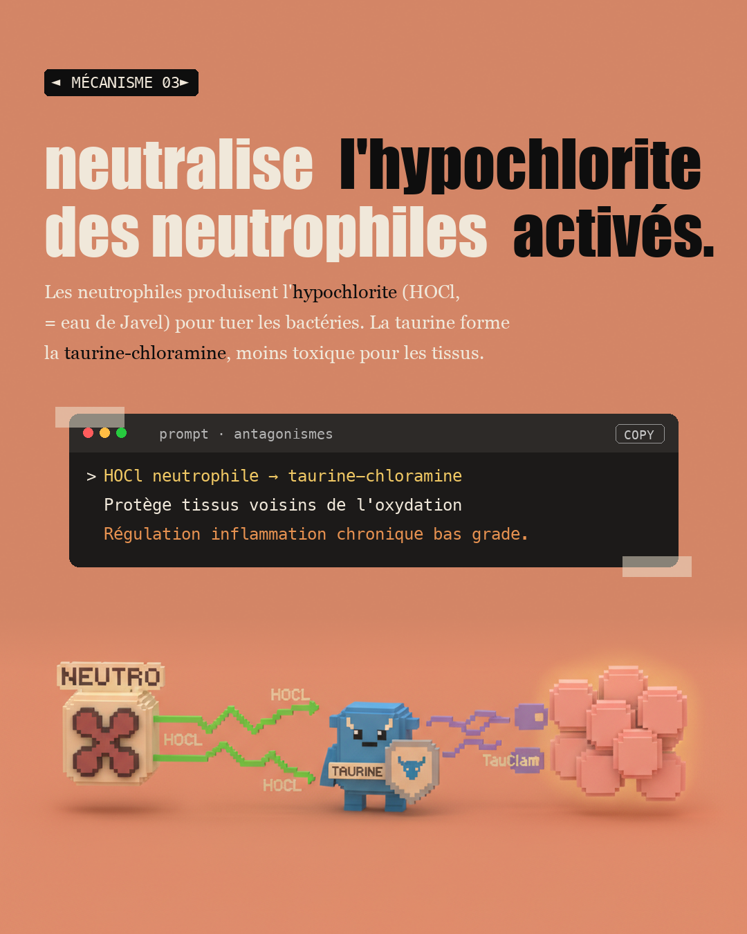 Taurine : l'acide aminé anti-âge oublié : Slide 5