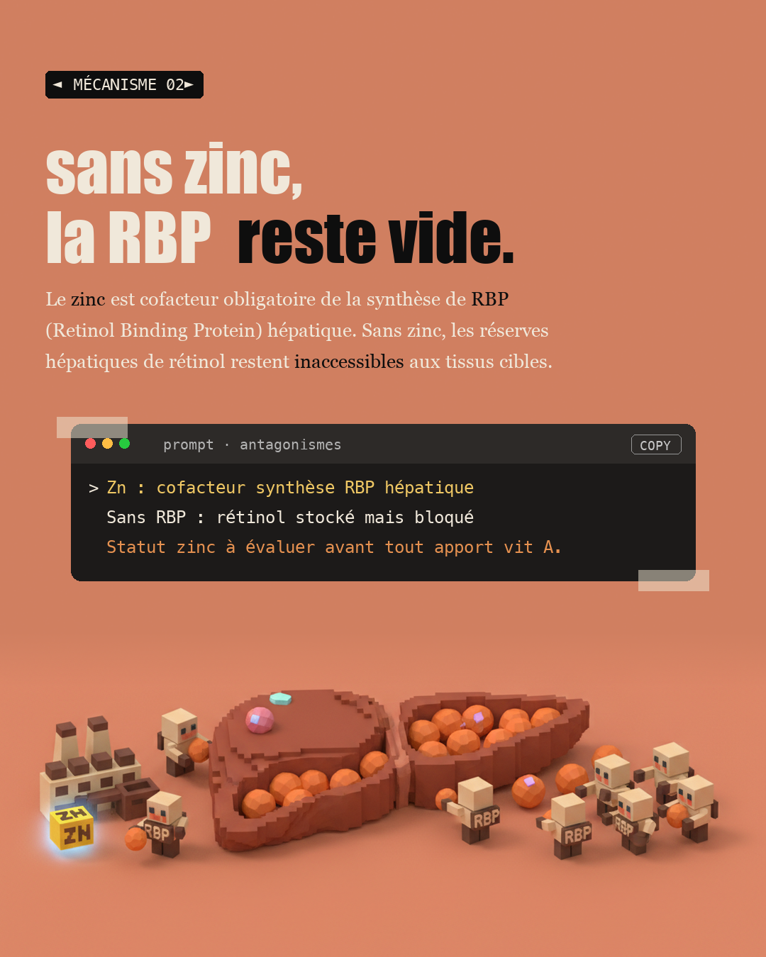 Vitamine A : le rétinol du foie, pas le bêta-carotène : Slide 4