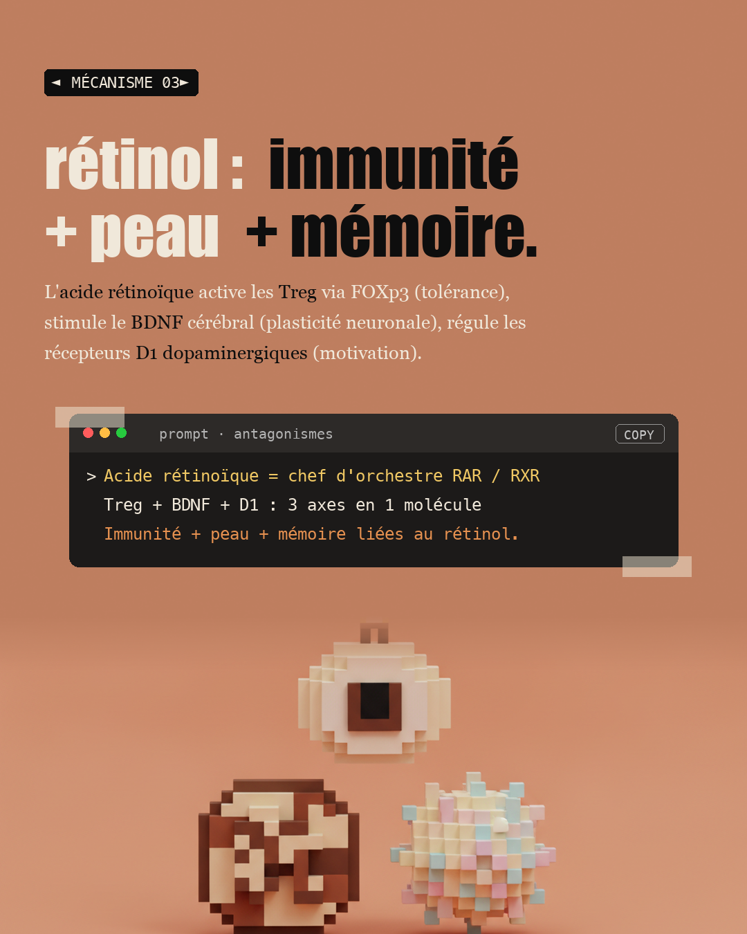 Vitamine A : le rétinol du foie, pas le bêta-carotène : Slide 5
