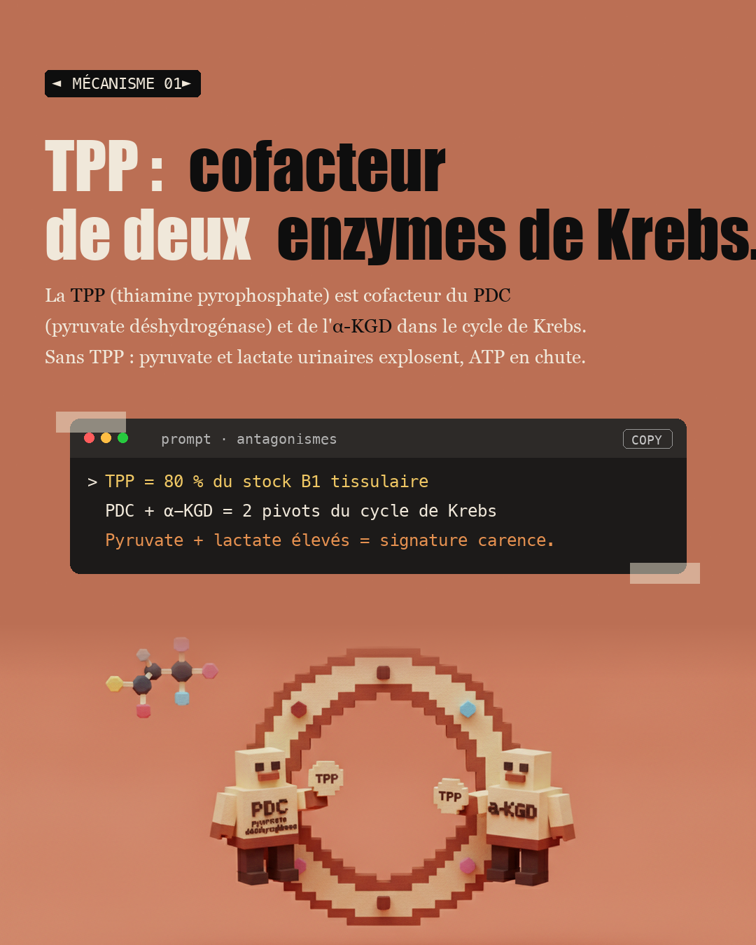 Vitamine B1 : la thiamine qui protège tes nerfs : Slide 3