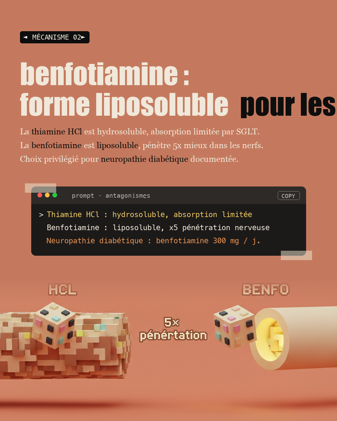 Vitamine B1 : la thiamine qui protège tes nerfs : Slide 4