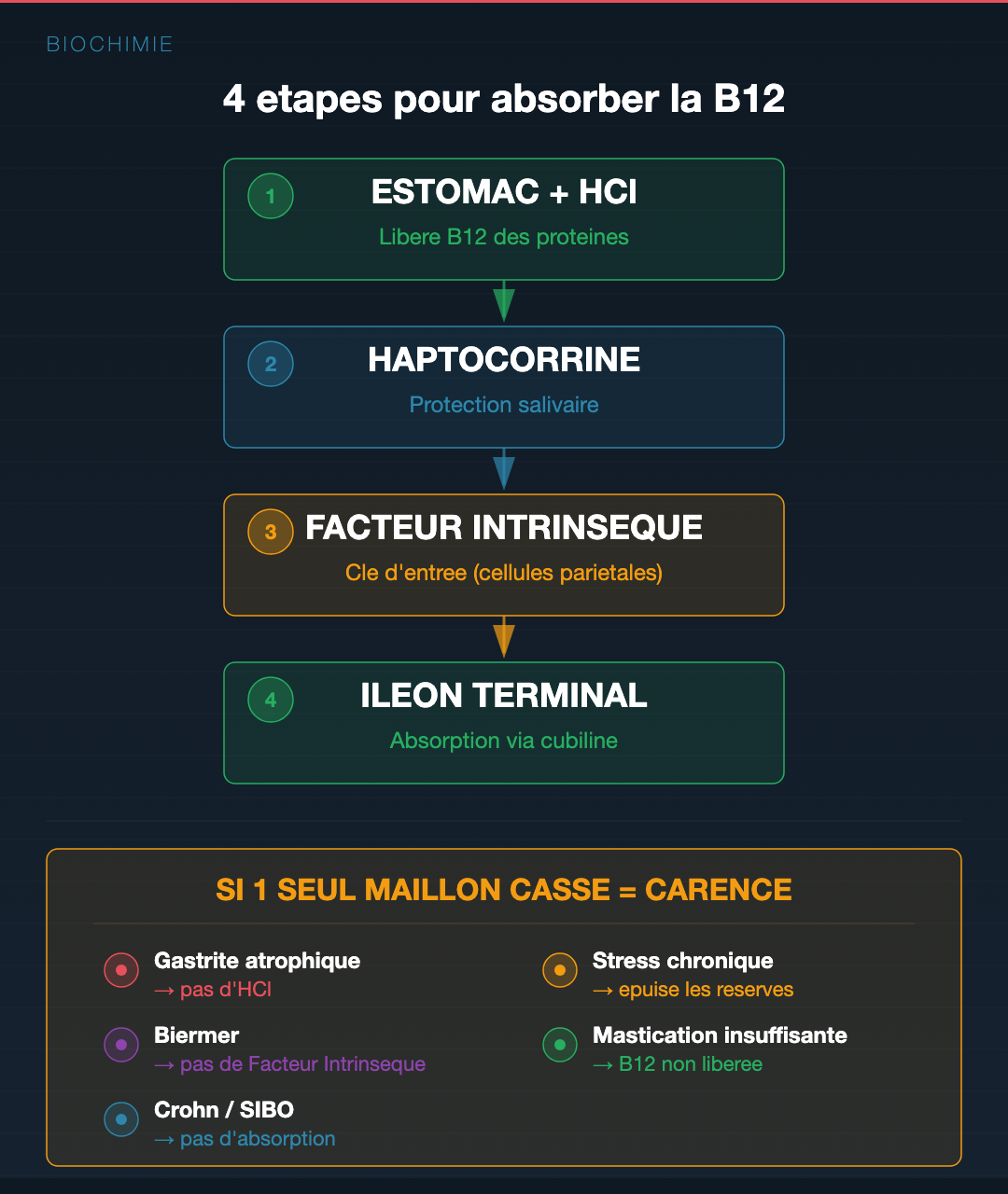 Vitamine B12 : la carence qu'on rate à chaque bilan : Slide 3