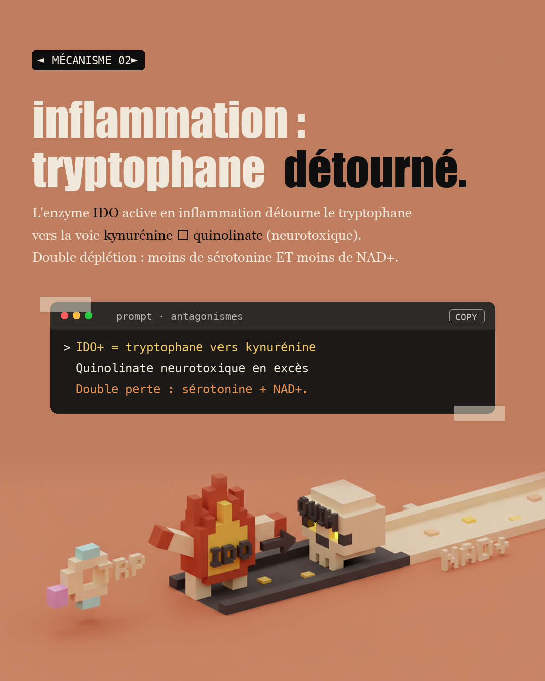 Vitamine B3 : le NAD+ qui remonte l'horloge : Slide 4
