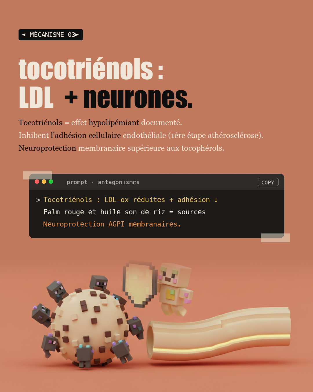Vitamine E : 8 formes, pas seulement l'alpha-tocophérol : Slide 5