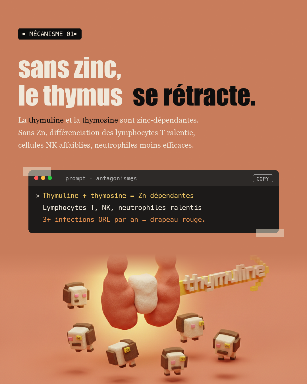 Zinc : l'oligo qui refait ton thymus : Slide 3