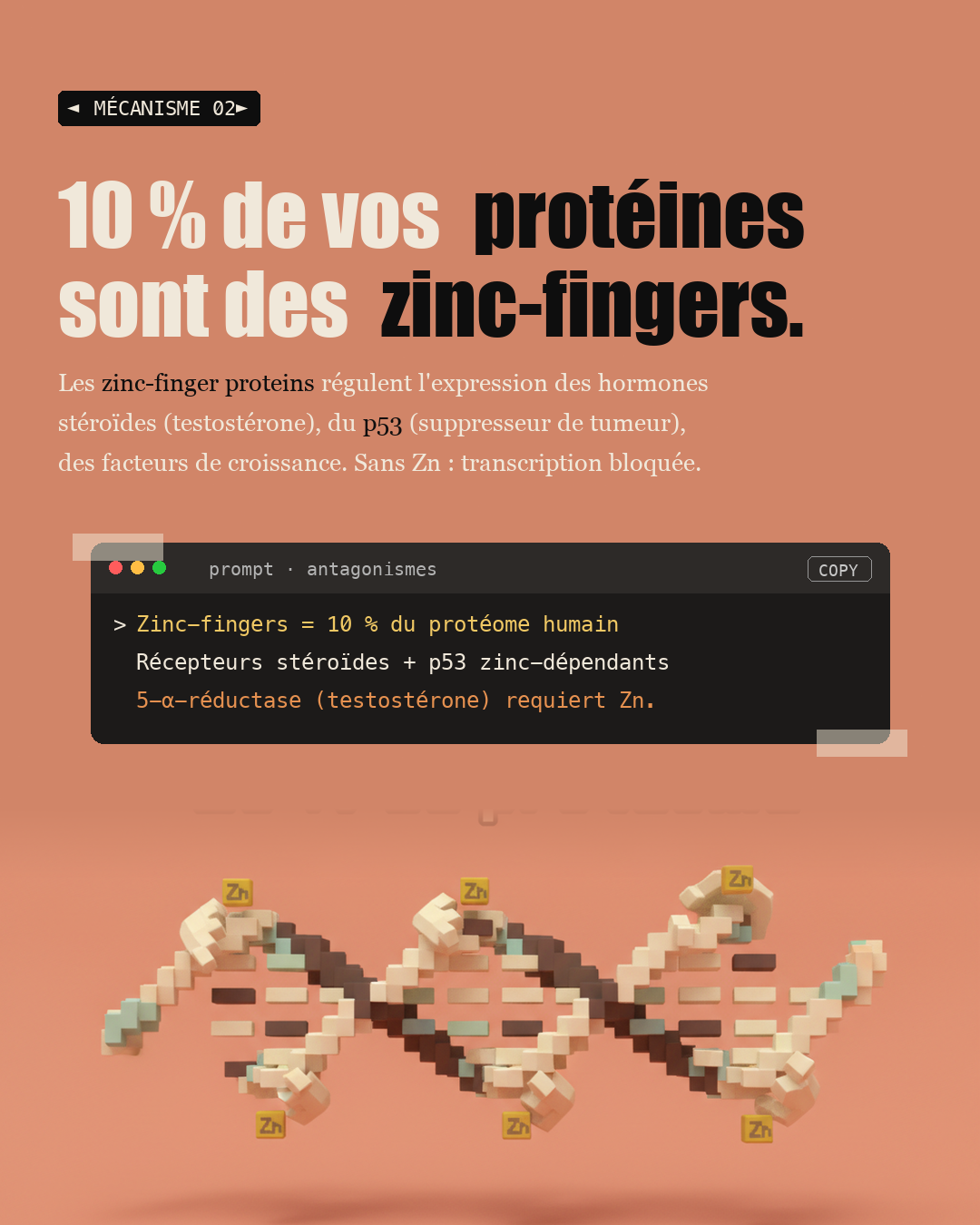 Zinc : l'oligo qui refait ton thymus : Slide 4