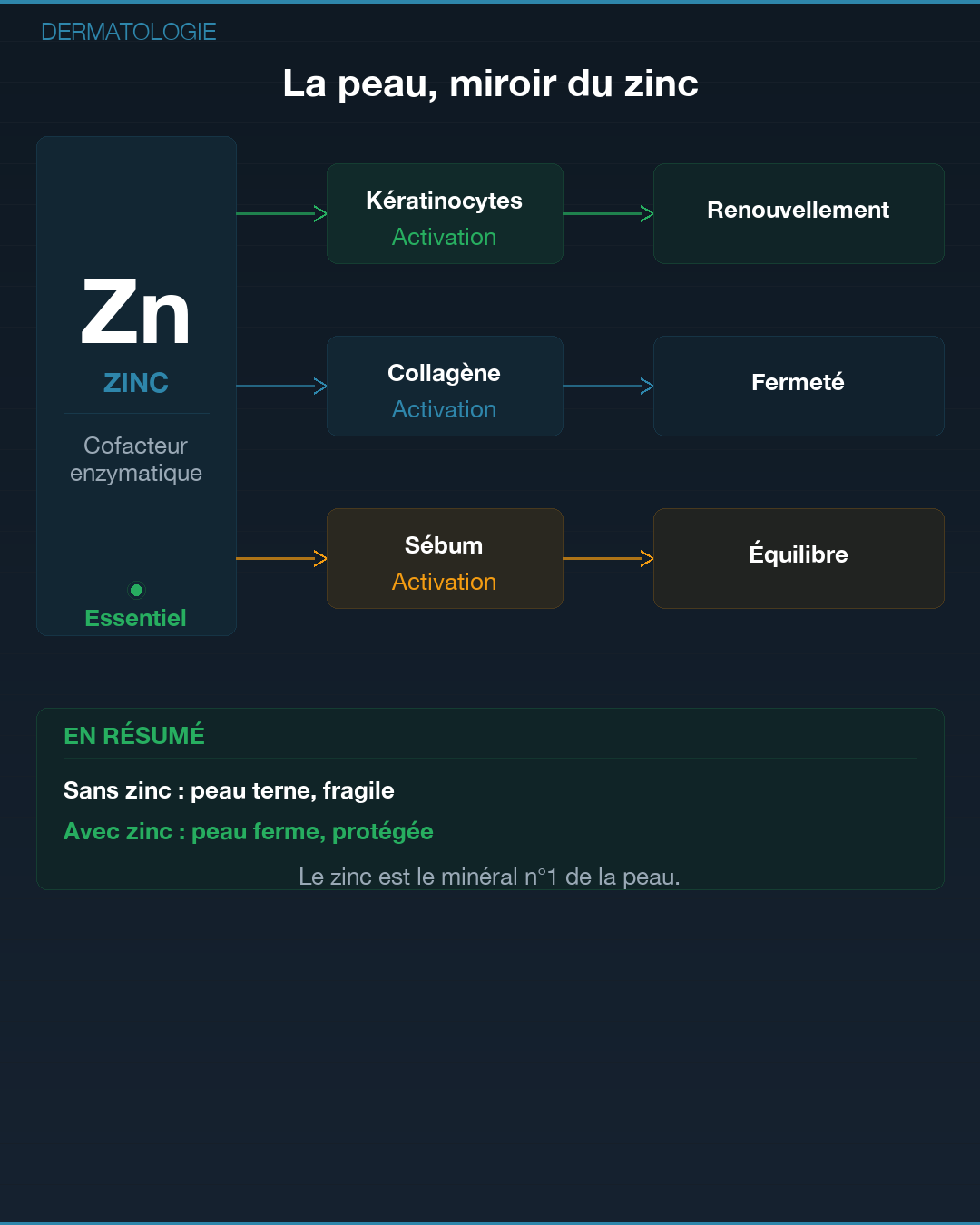 Zinc : pourquoi tu es en carence : Slide 3