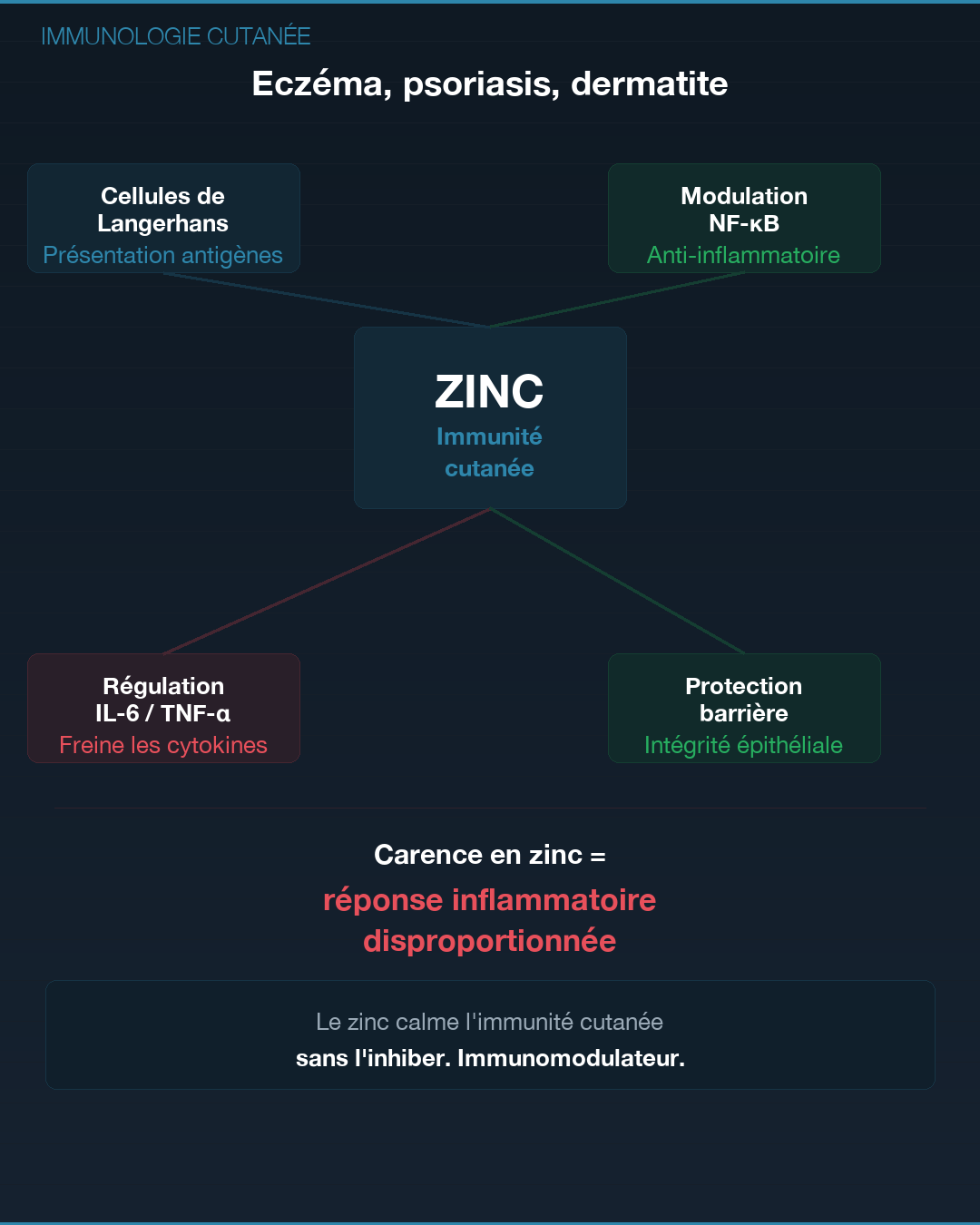 Zinc : pourquoi tu es en carence : Slide 5