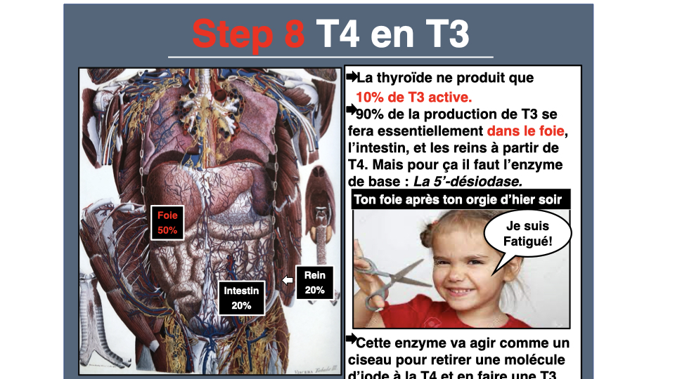 Conversion T4 en T3 : foie 50%, intestin 20%, rein 20%