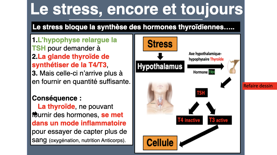 Le stress bloque la synthèse thyroïdienne