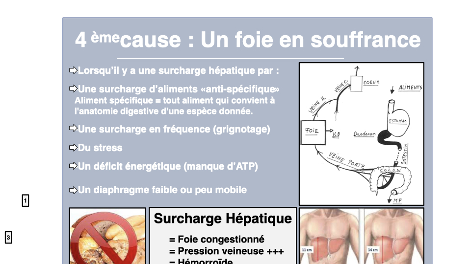 4e cause : un foie en souffrance